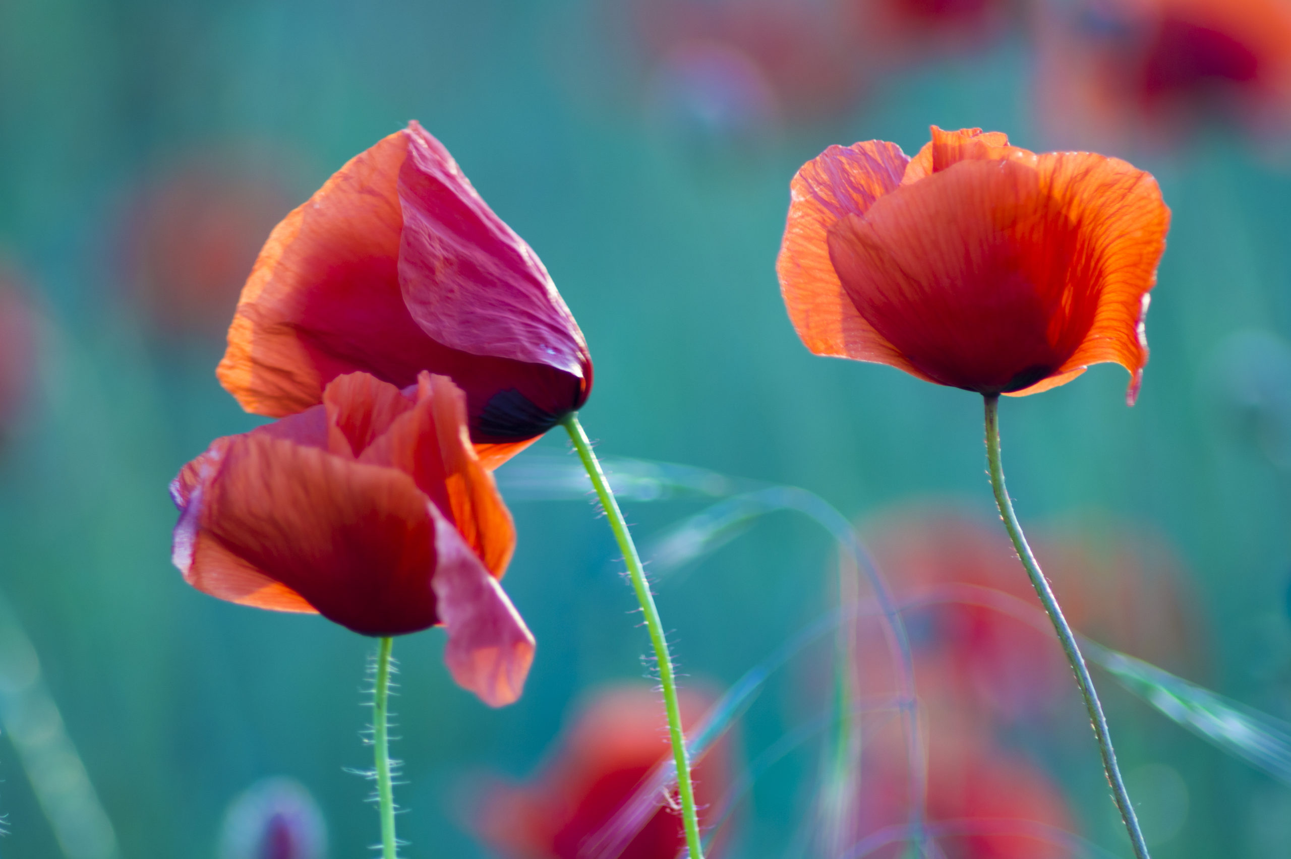 wild poppies and wild flowers