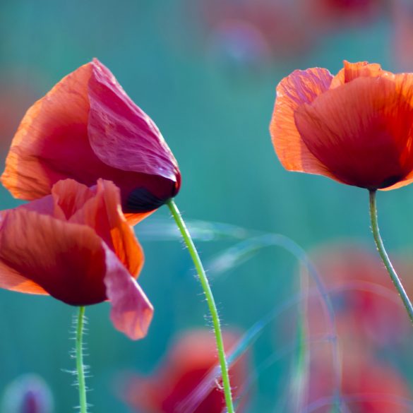 wild poppies and wild flowers